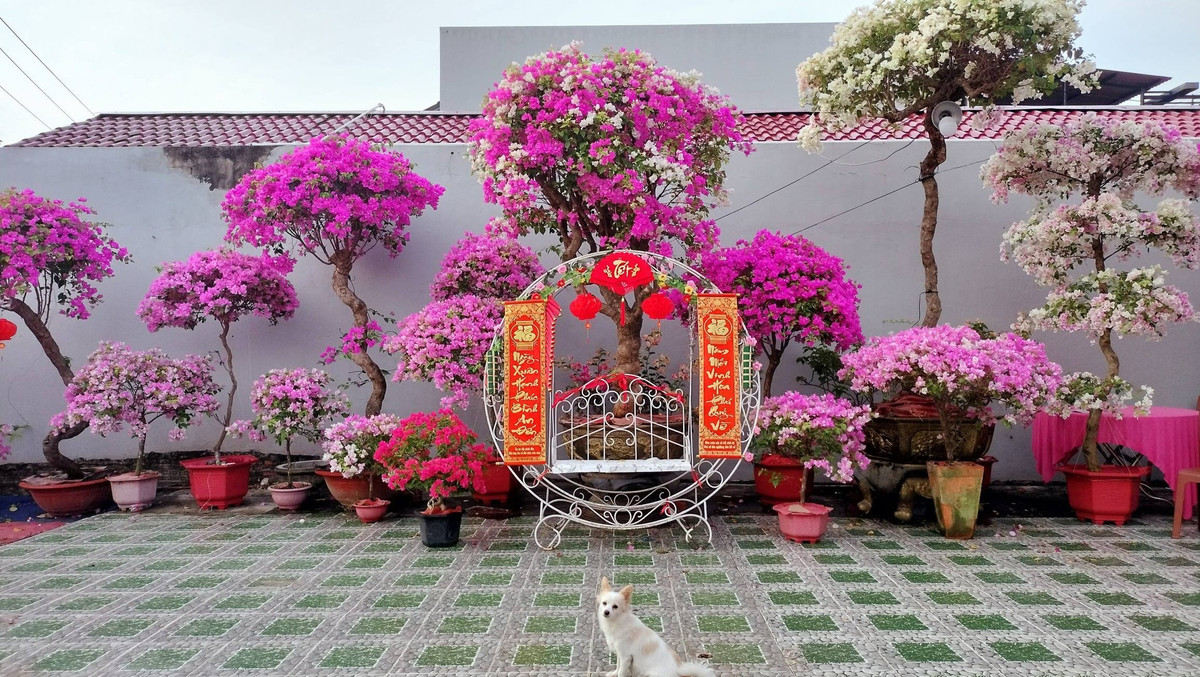 Hoa giấy tượng trưng cho sự bền bỉ và vươn lên. Ảnh: Facebook