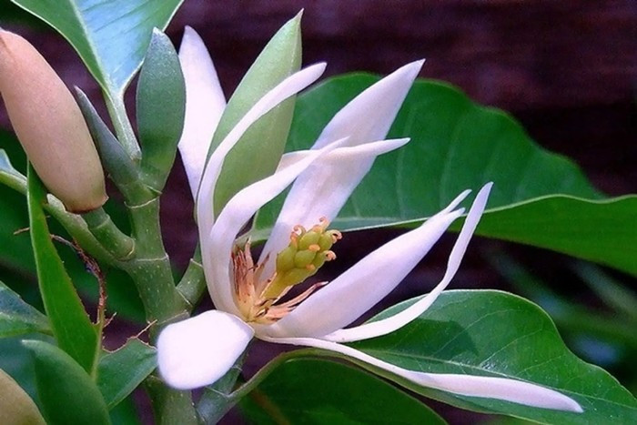 Cây ngọc lan có thể cao từ 10–15m, tán lá xanh quanh năm và hoa trắng ngà hình chuông nhỏ. Ảnh: Facebook