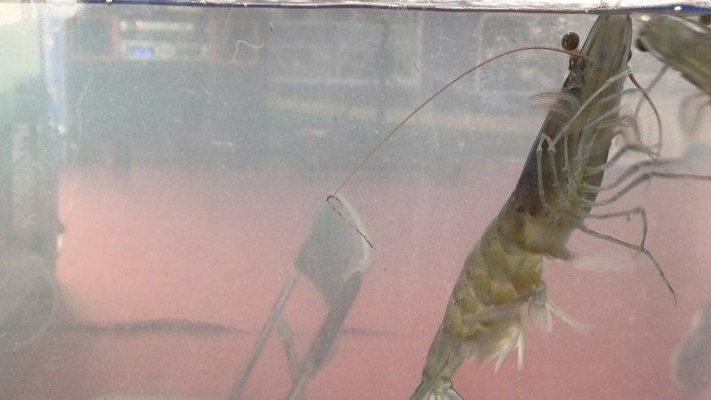 Xuất hiện tại Ngày hội Cua Cà Mau lần thứ II - 2025, nhiều du khách ngỡ ngàng khi tận mắt thấy những con tôm sú mẹ nặng 3 con/kg. Ảnh: Dân Việt