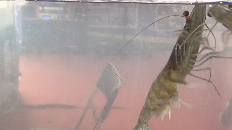 Xuất hiện tại Ngày hội Cua Cà Mau lần thứ II - 2025, nhiều du khách ngỡ ngàng khi tận mắt thấy những con tôm sú mẹ nặng 3 con/kg. Ảnh: Dân Việt