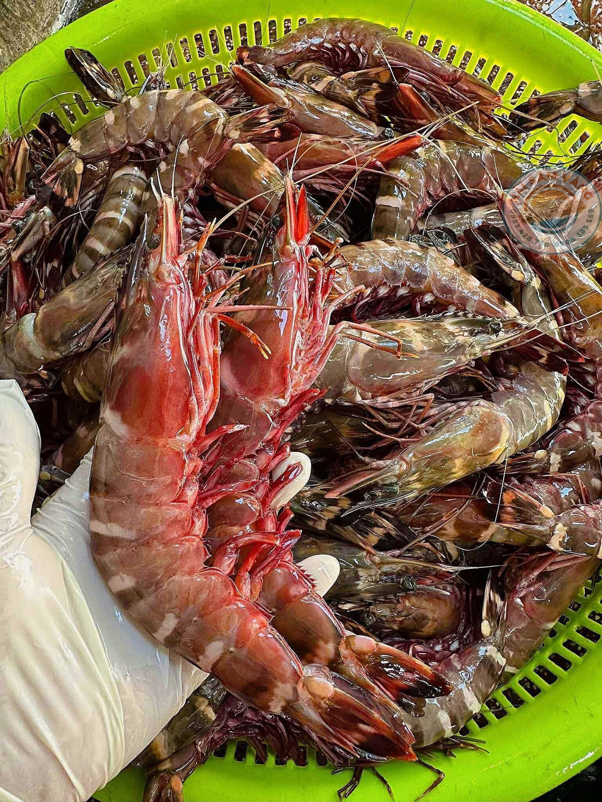 Loại tôm khổng lồ này có tuổi đời trên một năm. Chúng hoàn toàn sống tự nhiên tại các đầm, hồ. Ảnh: Facebook