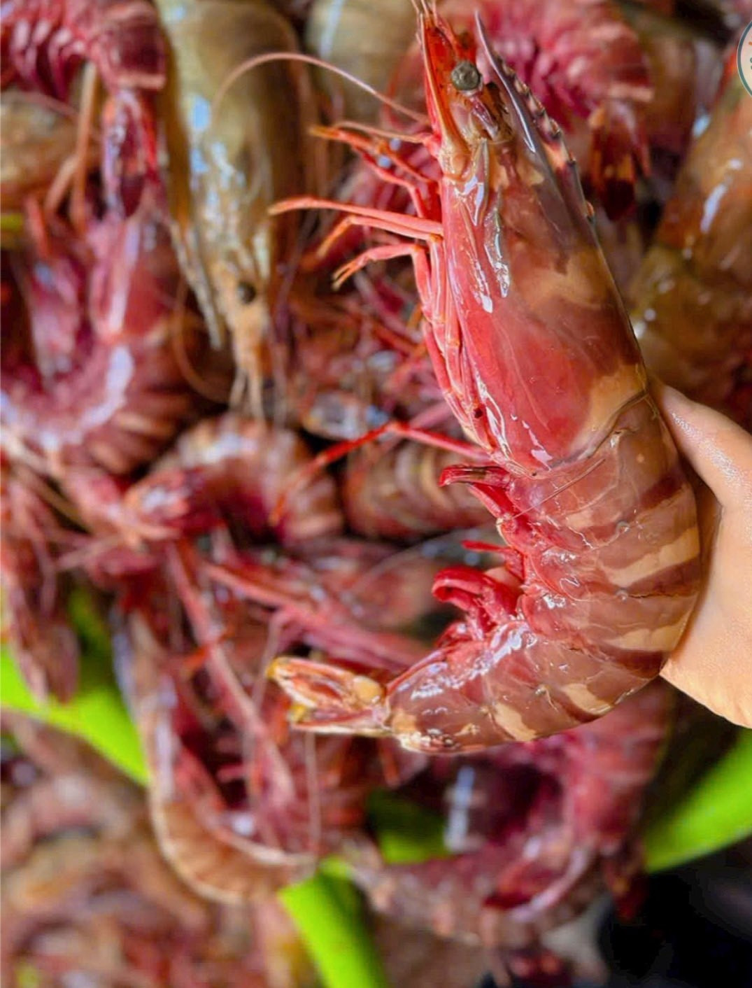 Mỗi kg tôm sú khổng lồ được thương lái bán ra thị trường giá từ 1 - 3 triệu đồng. Ảnh: FB Hải Sâm Vàng