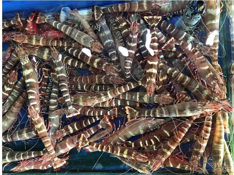 Thậm chí, một số nơi thông báo "cháy hàng" tôm sú khổng lồ chỉ sau hai ngày đăng tin bán. Ảnh: Vietnamnet