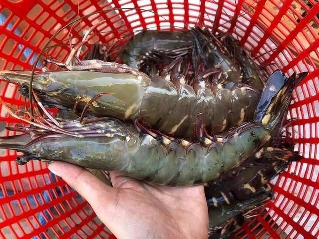 Tôm sú khổng lồ ngon hơn nhiều loại khác trên thị trường. Chúng có thể chế biến thành nhiều món như nướng, hấp hoặc nấu cháo. Với 1kg tôm là đủ chế biến các món ngon cho bữa ăn gia đình 4 người. Ảnh: Facebook