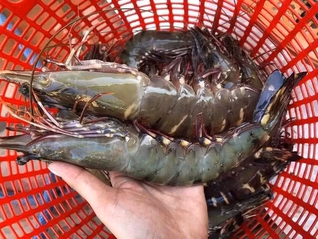 Tôm sú khổng lồ ngon hơn nhiều loại khác trên thị trường. Chúng có thể chế biến thành nhiều món như nướng, hấp hoặc nấu cháo. Với 1kg tôm là đủ chế biến các món ngon cho bữa ăn gia đình 4 người. Ảnh: Facebook