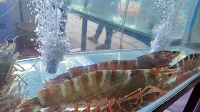 Đáng chú ý, con tôm sú với chiều dài hơn 20cm được đánh bắt ngoài biển, giá tới hơn 6 triệu đồng/con. Ảnh: Dân Việt