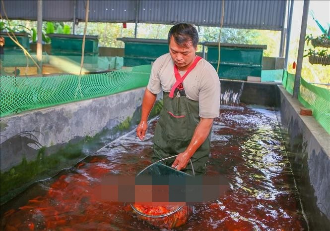 Năm nay, thời tiết thuận lợi giúp cá sinh trưởng tốt, ít dịch bệnh, sản lượng đạt cao. Ảnh: TTXVN