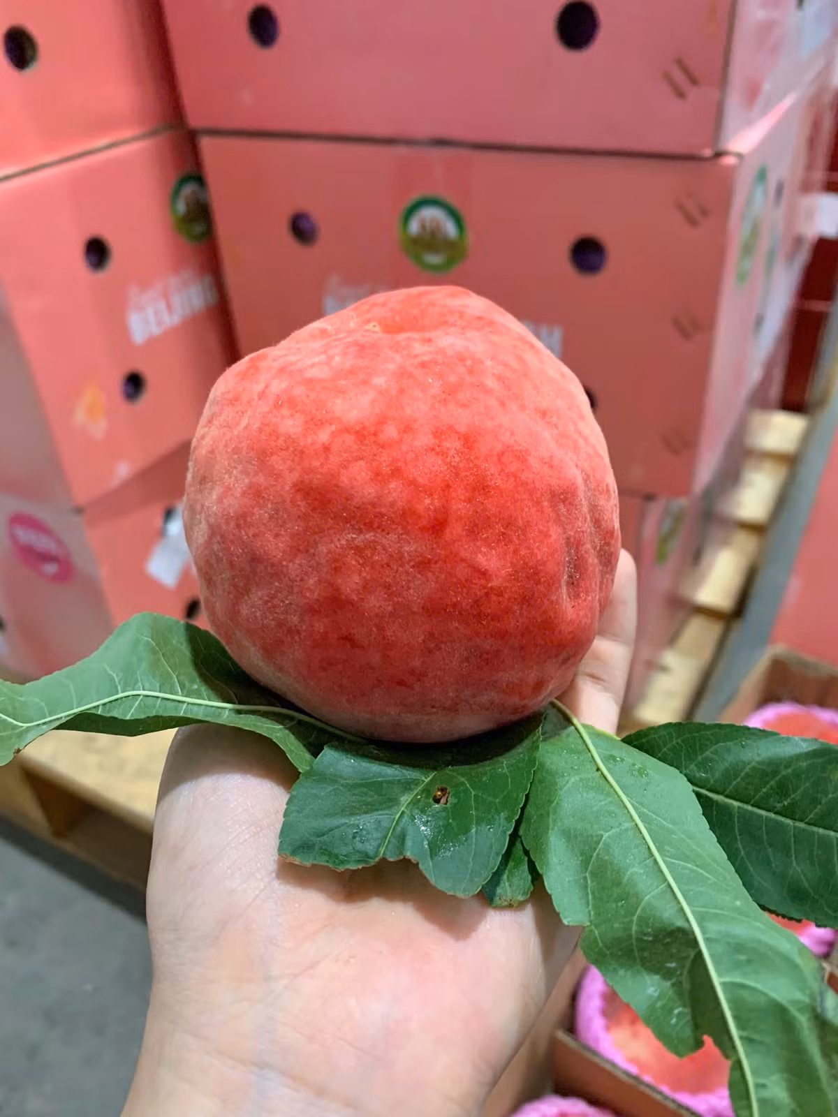 Loại đào này có kích thước lớn, khoảng 3 quả/kg, thậm chí có quả lên đến 400 gram. Ảnh: Facebook