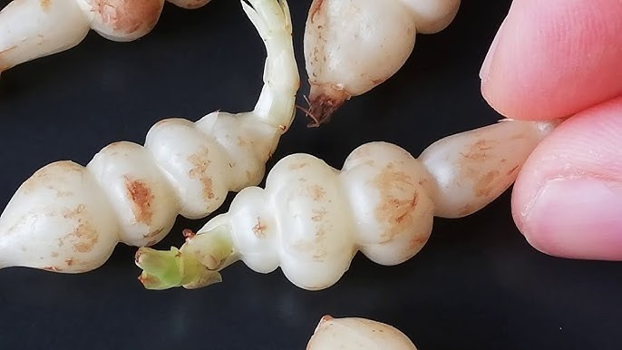 Tại Trung Quốc, sùng thảo có giá khoảng hơn 40 NDT, tương đương hơn 130.000 đồng/kg. Ảnh: Youtube