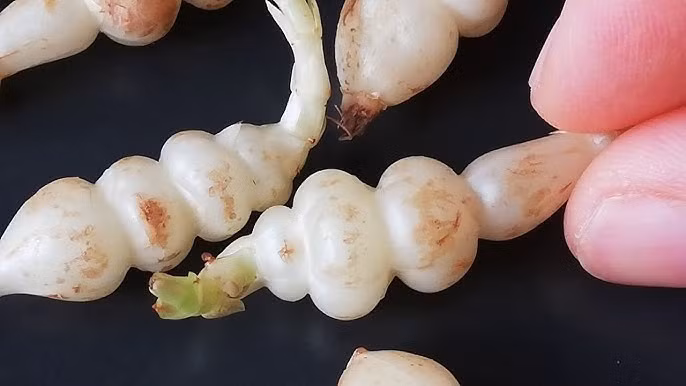 Tại Trung Quốc, sùng thảo có giá khoảng hơn 40 NDT, tương đương hơn 130.000 đồng/kg. Ảnh: Youtube