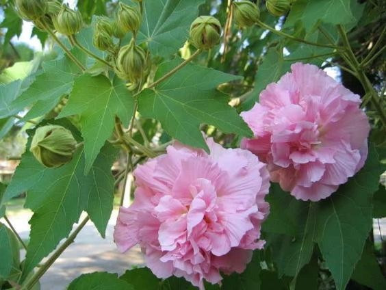 Hoa phù dung nổi tiếng với vẻ đẹp mong manh, “sớm nở tối tàn”, thường chỉ rực rỡ trong một ngày. Đặc điểm này khiến hoa trở thành biểu tượng của sự ngắn ngủi, phù du, không bền vững. Ảnh: Internet