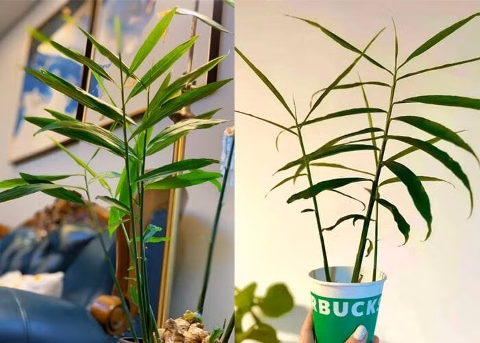 Không cần quá nhiều nước, chỉ cần vài tuần là có chậu cảnh xanh mướt. Ảnh: Toutitao