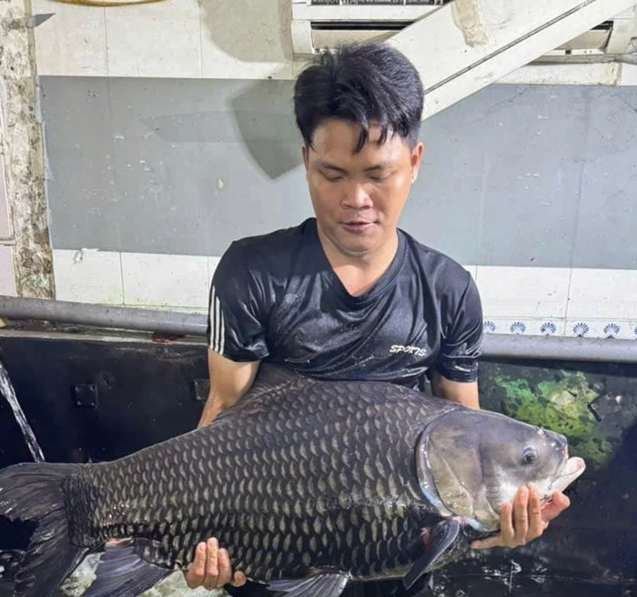 Nghề nuôi cá hô không chỉ mang lại lợi nhuận cao, mà còn góp phần bảo tồn loài cá quý từng đứng trước nguy cơ suy giảm trong tự nhiên. Ảnh: VOV