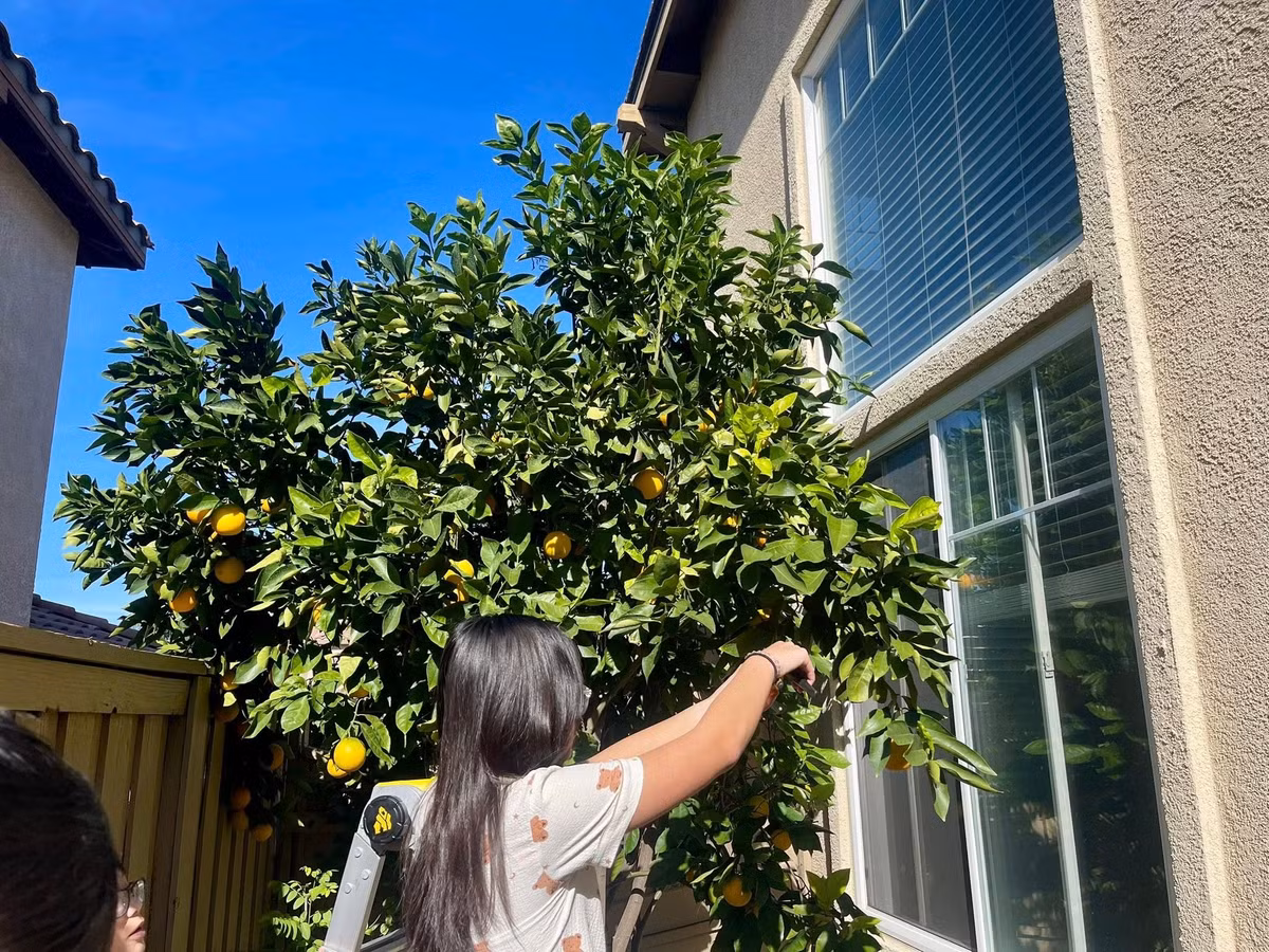 Không chỉ đơn thuần là thu hoạch trái cây, khu vườn của Diệu Hương còn là nơi gắn kết tình làng nghĩa xóm. Ảnh: FB Diệu Hương