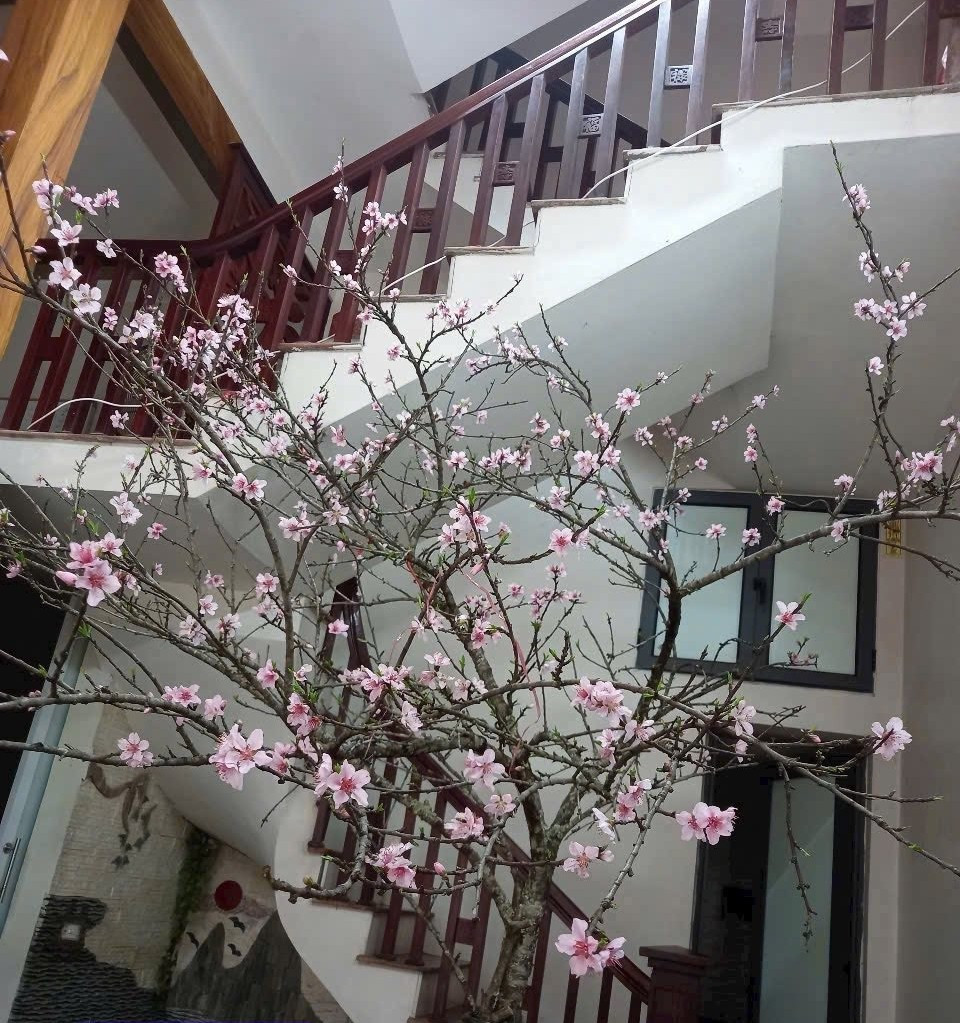 Khách mua đào rừng chủ yếu thích vẻ tự nhiên, càng mộc mạc càng giá cao. Ảnh: FB Anh Ba fruits hà nội