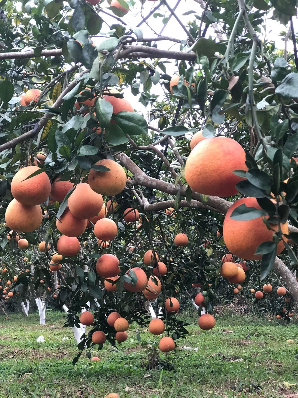 Theo tiết lộ của nhà vườn, trái bưởi đỏ tiến vua có thể trưng được 3 - 6 tháng sau thu hoạch. Trong thời gian này, quả không bị thối hỏng, chỉ khô dần, vẫn giữ được mùi thơm tự nhiên. Ảnh: Phương Ngô Garden