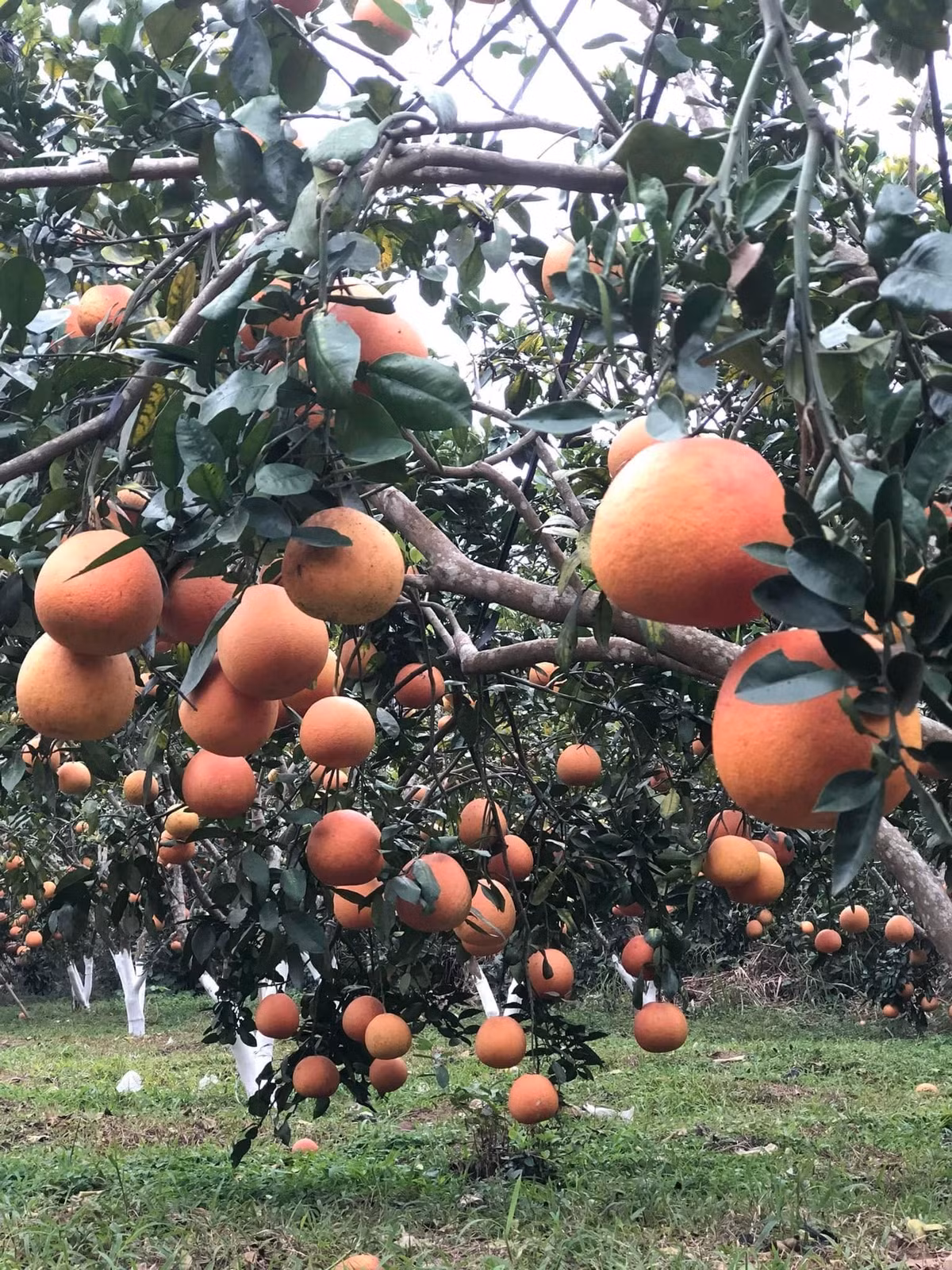 Theo tiết lộ của nhà vườn, trái bưởi đỏ tiến vua có thể trưng được 3 - 6 tháng sau thu hoạch. Trong thời gian này, quả không bị thối hỏng, chỉ khô dần, vẫn giữ được mùi thơm tự nhiên. Ảnh: Phương Ngô Garden