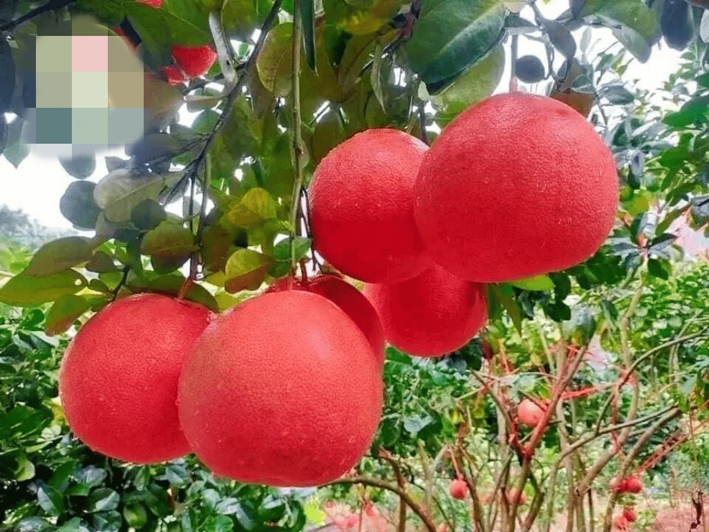 Toàn bộ quá trình trồng bưởi đỏ hữu cơ không sử dụng hóa chất. Cây được nuôi dưỡng bằng hệ sinh thái tự nhiên. Ảnh: Nông Nghiệp Kinh Bắc