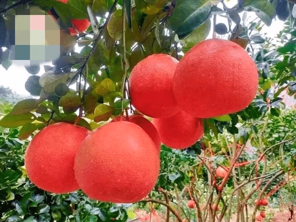 Toàn bộ quá trình trồng bưởi đỏ hữu cơ không sử dụng hóa chất. Cây được nuôi dưỡng bằng hệ sinh thái tự nhiên. Ảnh: Nông Nghiệp Kinh Bắc