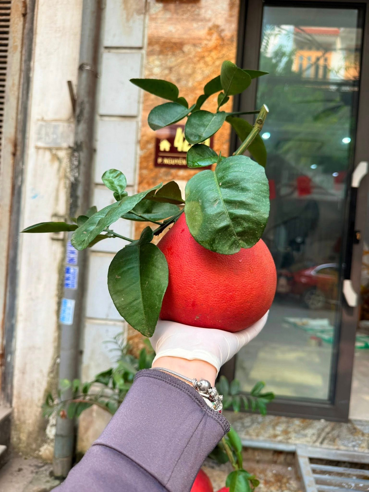 Do số lượng hạn chế, bưởi đỏ hữu cơ giá khá cao, từ 500.000 đồng/trái. Những quả bưởi đỏ hữu cơ đạt chuẩn cao nhất, nặng khoảng 1,6–1,9 kg, hình dáng đẹp, mùi thơm rõ có thể được bán với giá khoảng 2 triệu đồng/trái. Ảnh: FB Hiền Myn