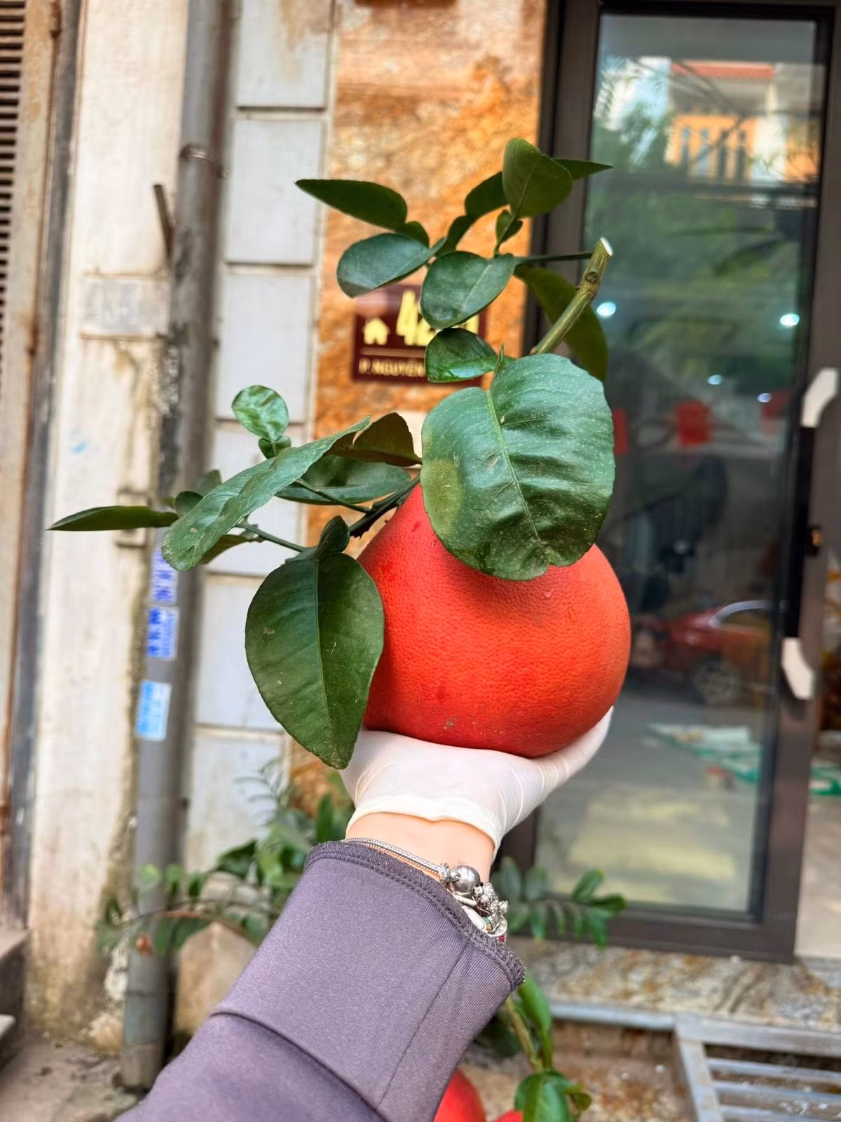 Do số lượng hạn chế, bưởi đỏ hữu cơ giá khá cao, từ 500.000 đồng/trái. Những quả bưởi đỏ hữu cơ đạt chuẩn cao nhất, nặng khoảng 1,6–1,9 kg, hình dáng đẹp, mùi thơm rõ có thể được bán với giá khoảng 2 triệu đồng/trái. Ảnh: FB Hiền Myn