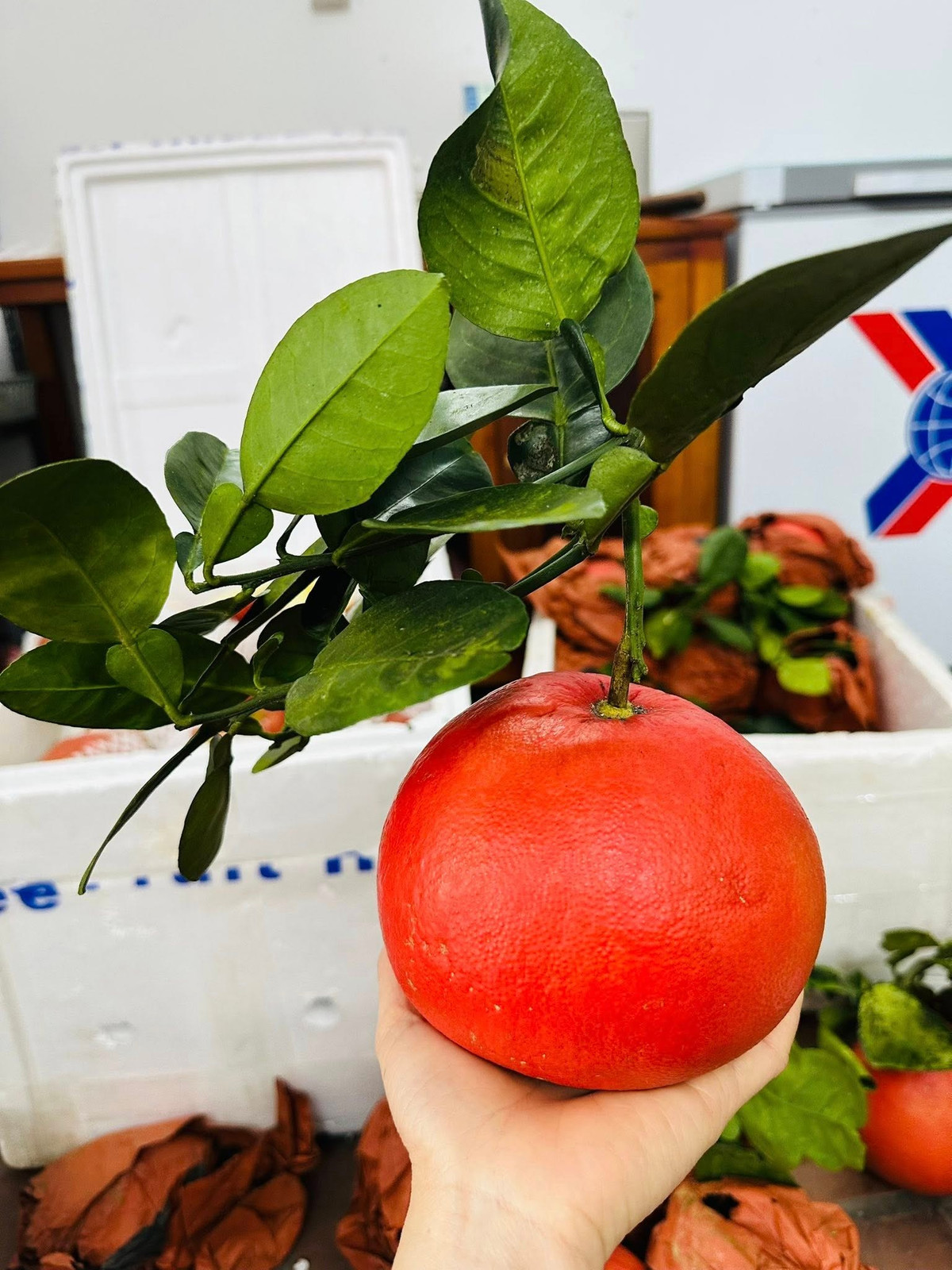 Dip Tết năm nay, bưởi đỏ tiến vua giá dao động từ 120.000 - 350.000 đồng/quả, tùy theo kích thước. Ảnh: Facebook