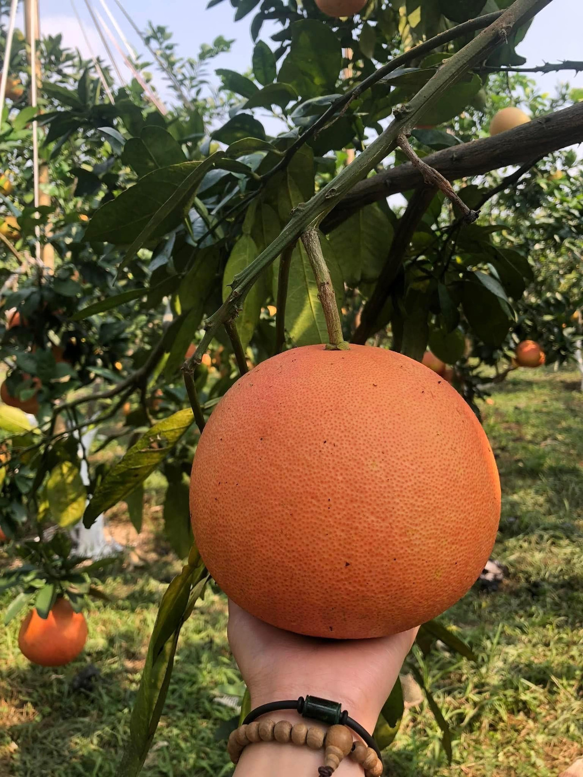 Theo tiết lộ của nhà vườn, trái bưởi đỏ tiến vua có thể trưng được 3 - 6 tháng sau thu hoạch. Trong thời gian này, quả không bị thối hỏng, chỉ khô dần, vẫn giữ được mùi thơm tự nhiên. Ảnh: Phương Ngô Garden