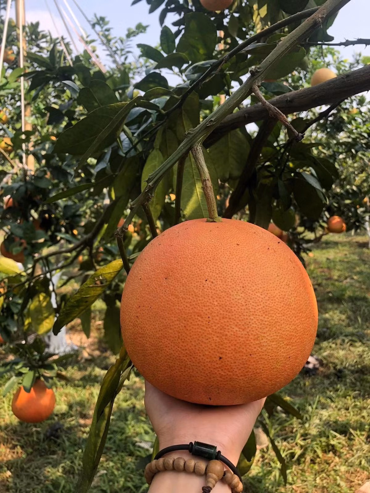 Theo tiết lộ của nhà vườn, trái bưởi đỏ tiến vua có thể trưng được 3 - 6 tháng sau thu hoạch. Trong thời gian này, quả không bị thối hỏng, chỉ khô dần, vẫn giữ được mùi thơm tự nhiên. Ảnh: Phương Ngô Garden