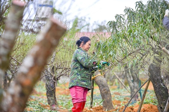 Công đoạn xuống lá đào giúp dinh dưỡng tập trung nuôi nụ, kích thích cây đâm chồi, ra hoa đúng dịp Tết. Ảnh: Người lao động