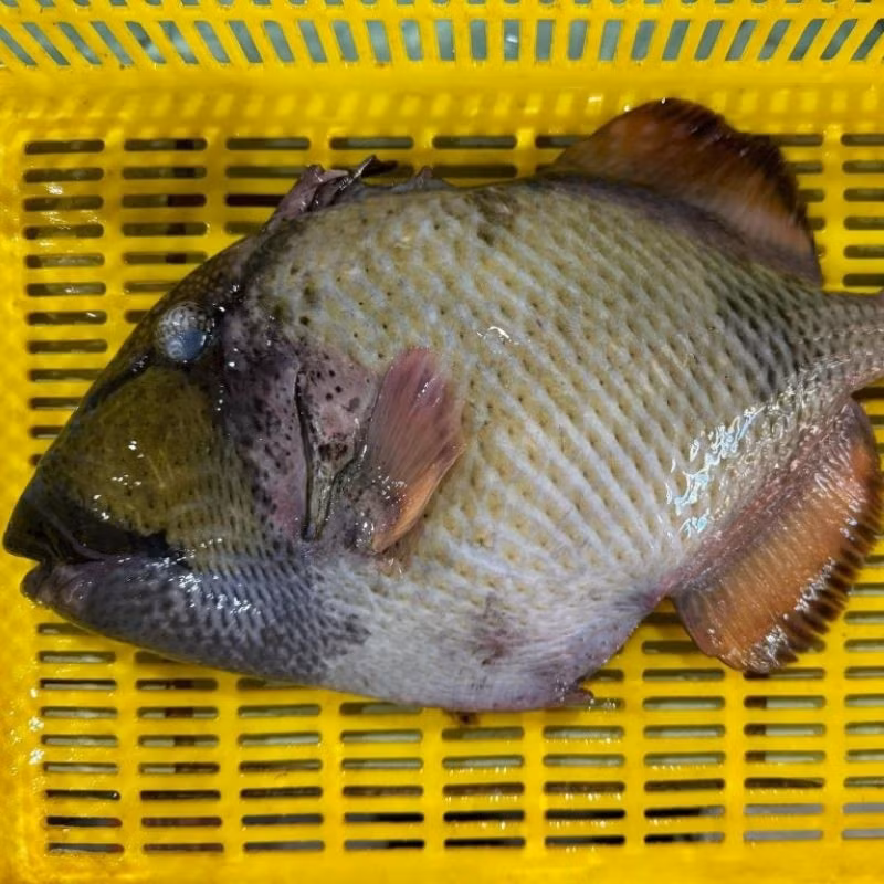 Dù đắt nhưng loại cá này khá hiếm và không dễ mua. Ảnh: Haisanonggiau