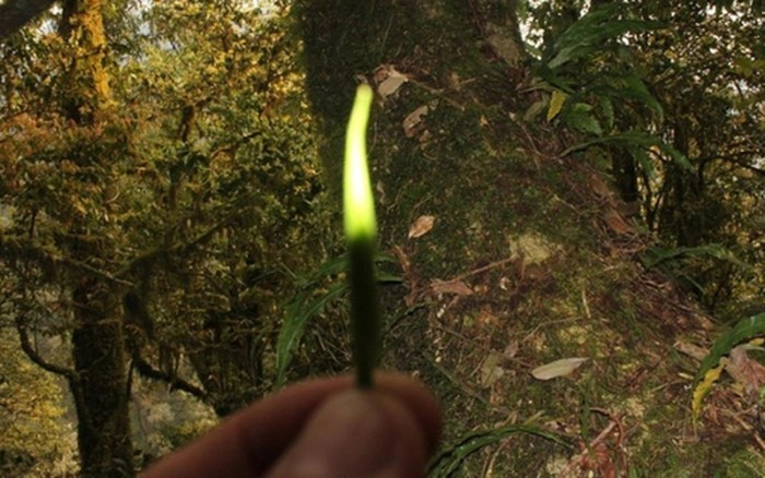 Để có 1kg trà khô thành phẩm, người thợ phải thu hái khoảng 3-3,8kg búp tươi. Điều này đồng nghĩa với việc phải trèo hết 30 cây chè cổ thụ. Ảnh: Internet