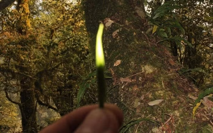 Để có 1kg trà khô thành phẩm, người thợ phải thu hái khoảng 3-3,8kg búp tươi. Điều này đồng nghĩa với việc phải trèo hết 30 cây chè cổ thụ. Ảnh: Internet