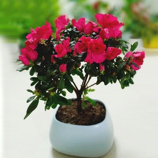 Đỗ quyên có dáng cây nhỏ nhắn, hoa nở thành từng chùm dày, màu sắc tươi tắn. Theo quan niệm phong thủy, đỗ quyên tượng trưng cho sự sum vầy, ấm êm và hạnh phúc gia đình. Ảnh: Phương Garden