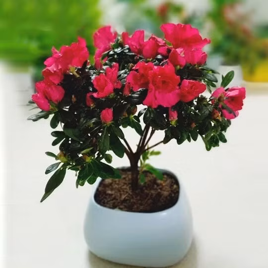 Đỗ quyên có dáng cây nhỏ nhắn, hoa nở thành từng chùm dày, màu sắc tươi tắn. Theo quan niệm phong thủy, đỗ quyên tượng trưng cho sự sum vầy, ấm êm và hạnh phúc gia đình. Ảnh: Phương Garden