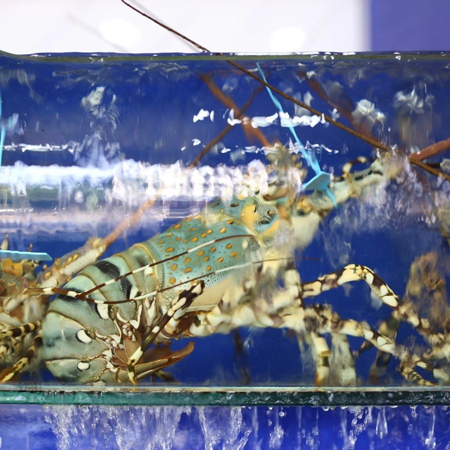 Tôm hùm bông có màu sắc sặc sỡ xanh, nâu, vàng với các đốm cam, trắng đặc trưng. Ảnh: Haisanhoanggia