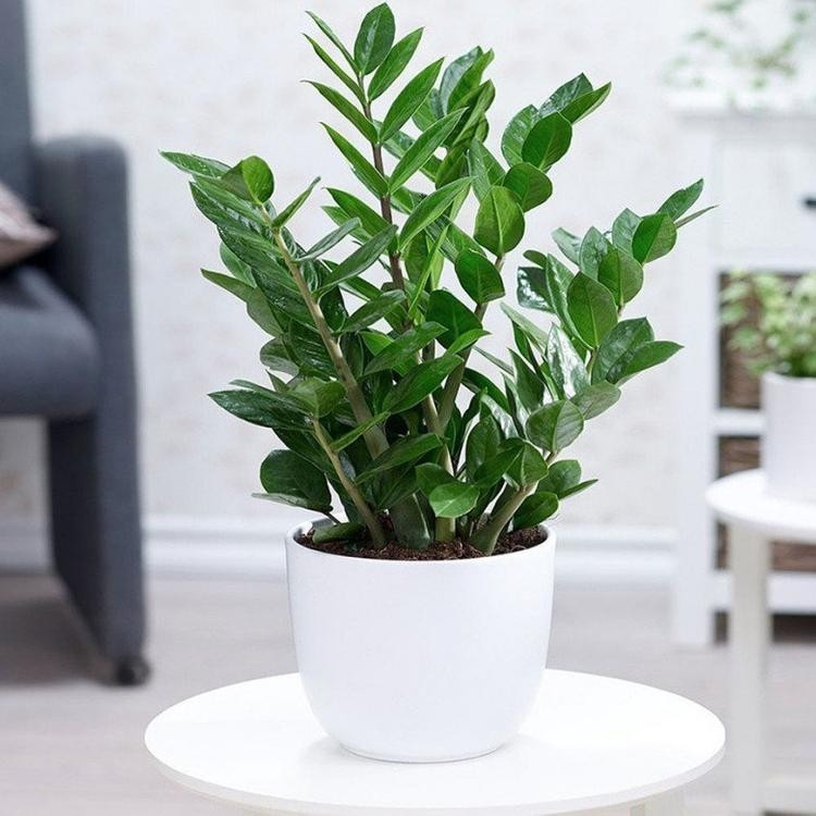 Đặc biệt, cây sinh trưởng mạnh mẽ, ít rụng lá được xem là dấu hiệu của nguồn năng lượng tích cực, thích hợp đặt ở phòng khách, sảnh ra vào hoặc văn phòng làm việc. Ảnh: Internet