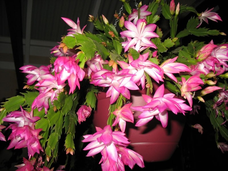 View - 4 loại hoa trồng dễ hơn gừng bonsai | Báo Tri thức và Cuộc sống - TIN TỨC PHỔ BIẾN KIẾN THỨC 24H