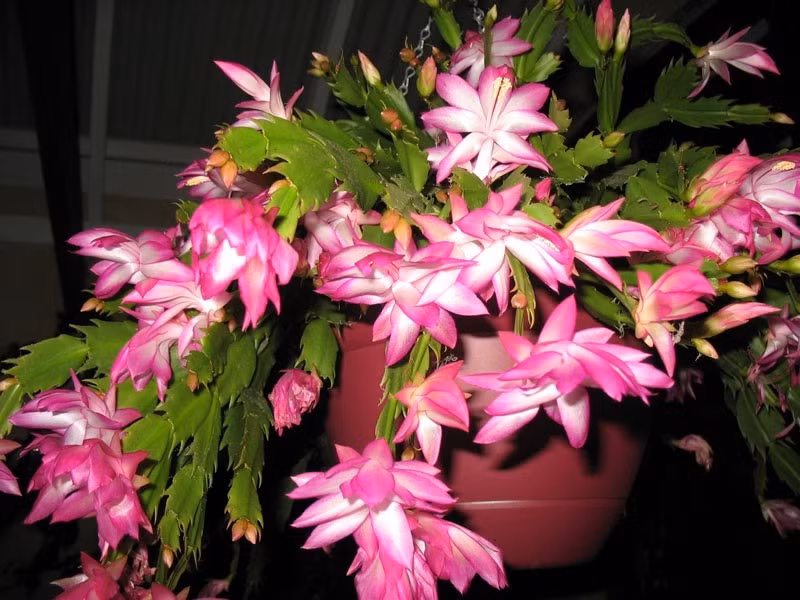 Cây lan càng cua sinh trưởng nhanh, dễ chăm, thích hợp nhân giống bằng đoạn thân. Ảnh: Internet