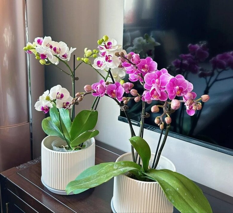 Nhờ thích nghi tốt với khí hậu lạnh, lan hồ điệp thường được trưng bày trong nhà, văn phòng vào dịp cuối năm và Tết Nguyên đán. Ảnh: Internet