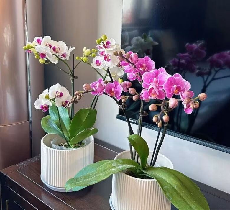 Nhờ thích nghi tốt với khí hậu lạnh, lan hồ điệp thường được trưng bày trong nhà, văn phòng vào dịp cuối năm và Tết Nguyên đán. Ảnh: Internet