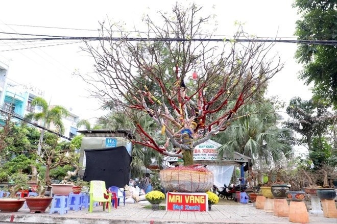 Xuất hiện tại chợ hoa xuân Long Xuyên (tỉnh An Giang), cây mai vàng của ông Nguyễn Văn Phương (50 tuổi, ngụ Sa Đéc, Đồng Tháp) sừng sững thu hút sự chú ý của người dân và du khách. Ảnh: Tiền phong