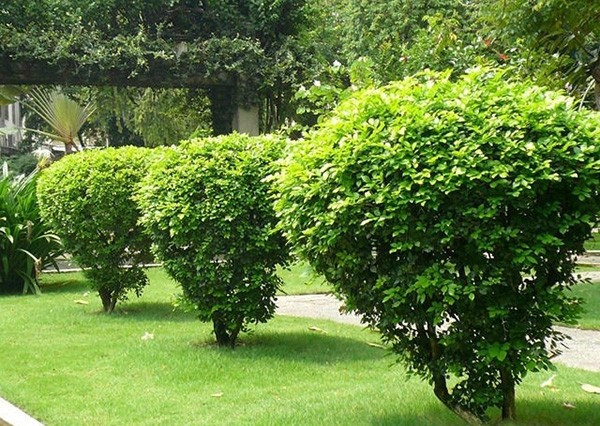 Cây ngâu sống lâu năm, cao khoảng 5m khi trưởng thành, thân mềm mại, nhiều cành nhánh, tạo thành tán tròn duyên dáng. Ảnh: Internet