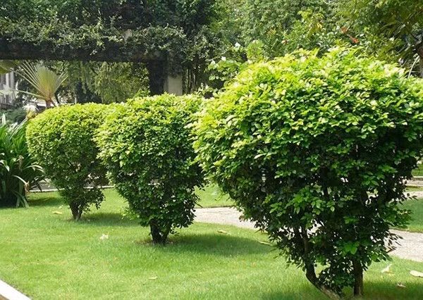 Cây ngâu sống lâu năm, cao khoảng 5m khi trưởng thành, thân mềm mại, nhiều cành nhánh, tạo thành tán tròn duyên dáng. Ảnh: Internet