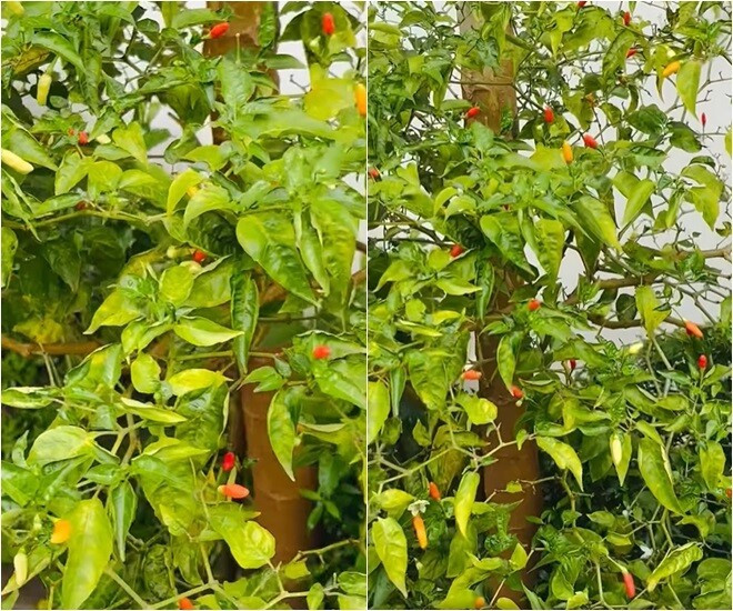 Ở một góc khác, cây ớt hiểm đã già vẫn cho trái đỏ rực. Ảnh: FB Trần Việt Trinh