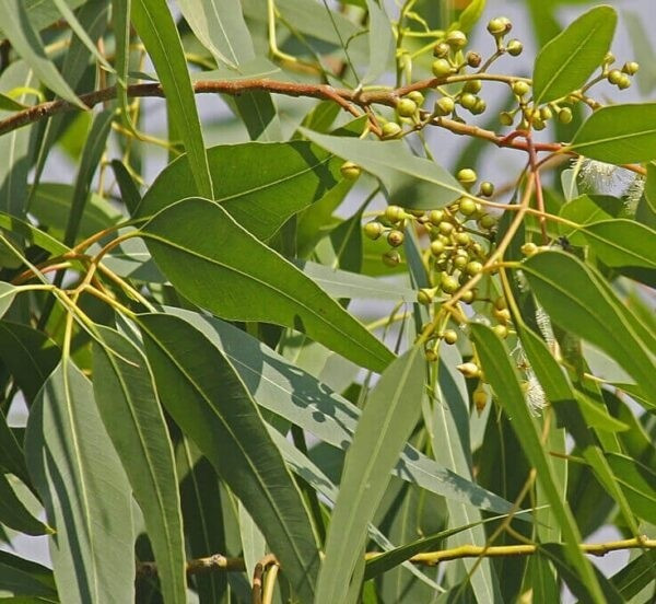 Cây bạch đàn tỏa mùi mạnh suốt cả năm do lượng tinh dầu cao. Rắn rất khó chịu với mùi này nên thường chọn cách tránh xa. Ảnh: Cay giống 4S