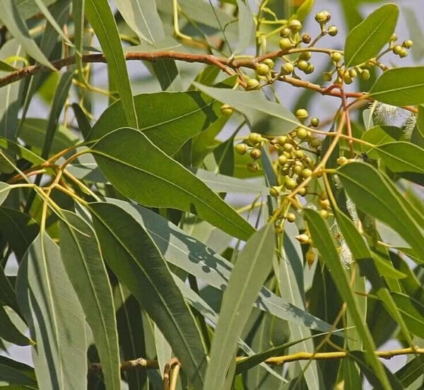 Cây bạch đàn tỏa mùi mạnh suốt cả năm do lượng tinh dầu cao. Rắn rất khó chịu với mùi này nên thường chọn cách tránh xa. Ảnh: Cay giống 4S