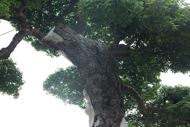 Dáng cây uốn lượn và bông tán đẹp mắt. Ảnh: Dân Việt