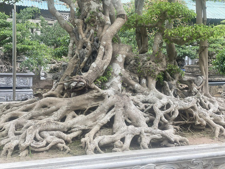 Chu vi bộ khoảng gần 3 mét. Ảnh: Người đưa tin