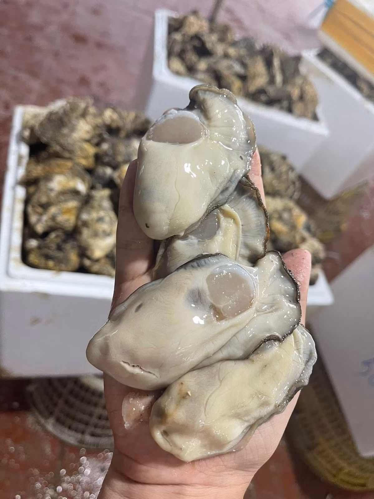 Một tiểu thương ở Móng Cái (Quảng Ninh) cho biết, hàng vàng thịt dày, ruột đều nên nhà hàng rất ưa chuộng. Ảnh: Facebook