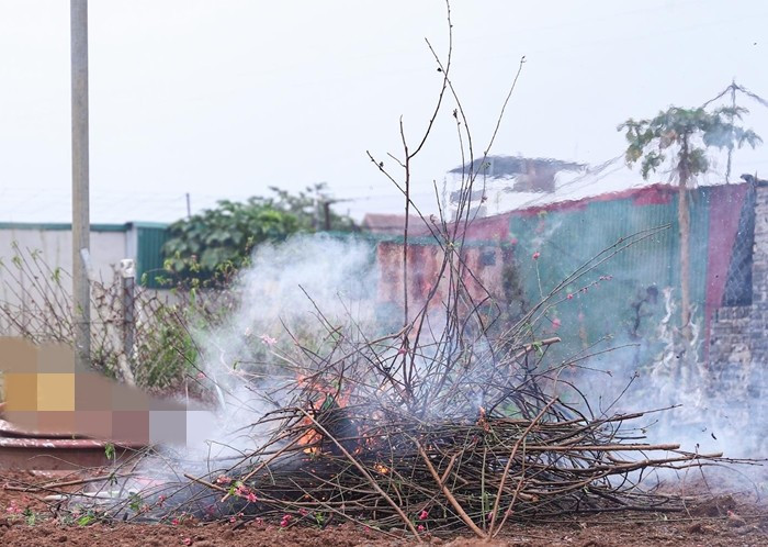 Cành dăm, lá đào sau khi cắt tỉa được tập kết thành đống và xử lý bằng cách đốt để vệ sinh vườn.